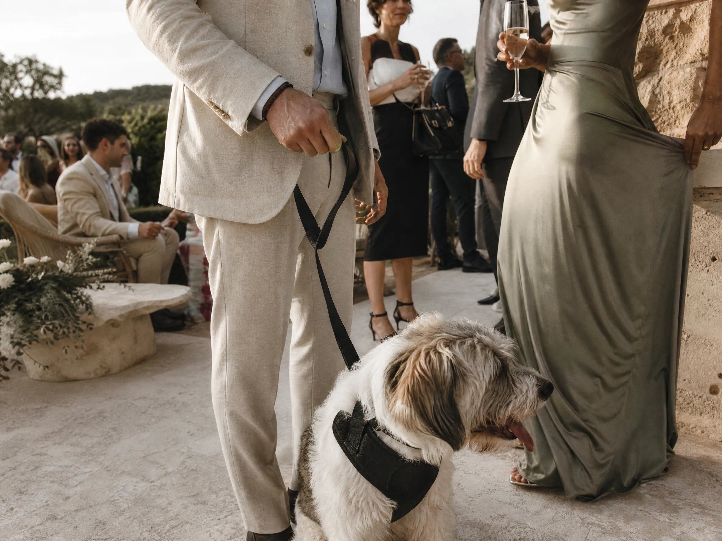 Wedding ceremony in Spain: Travel Logistics for Pets